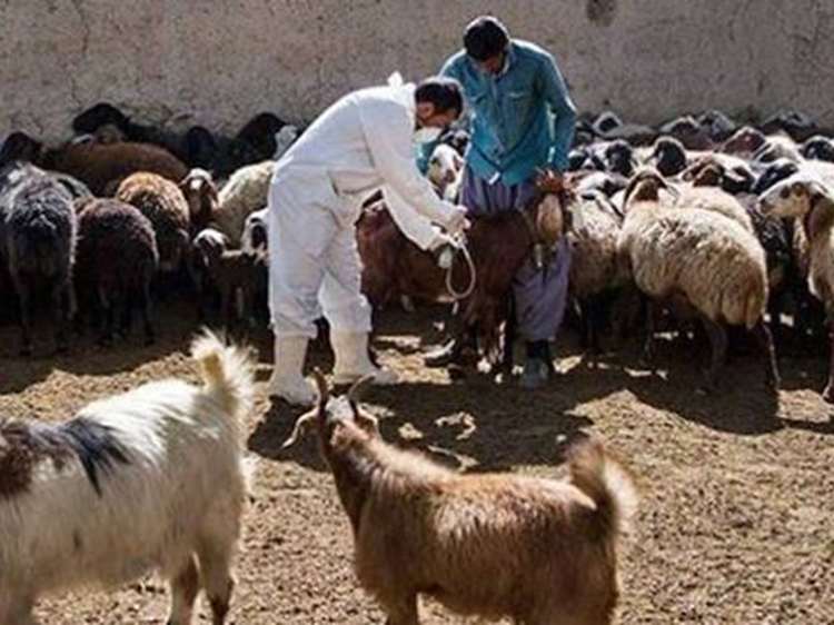پیشگامی البرز در کنترل تب مالت؛ آغاز اجرای برنامه ۵ ساله واکسیناسیون بروسلوز